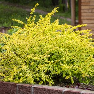 Dráč Thunbergov (Berberis thunbergii) ´SUNSATION ´ - výška 10-20 cm, ⌀ 15-30 cm, kont. C2L